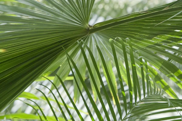 Abstract palm — Stock Photo, Image