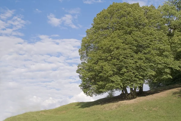 Δέντρων και του ουρανού — Φωτογραφία Αρχείου