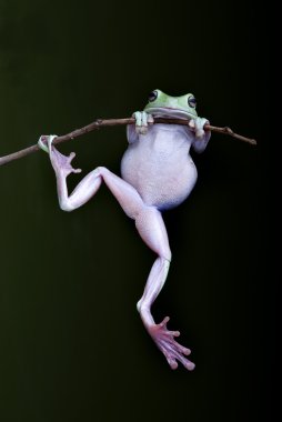 Green Tree Frog hanging on a twig clipart