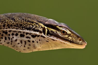 Papuan Sand Monitor head profile clipart