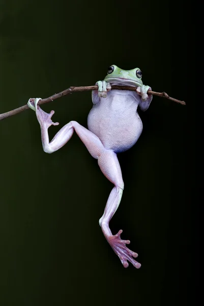 一根小树枝上挂着的绿色树蛙 — 图库照片