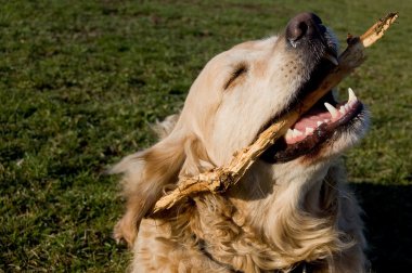 Smiling Dog clipart