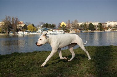 Running dogo argentino clipart