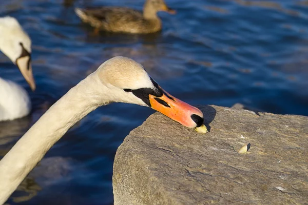 Eating swan — Stock Photo, Image