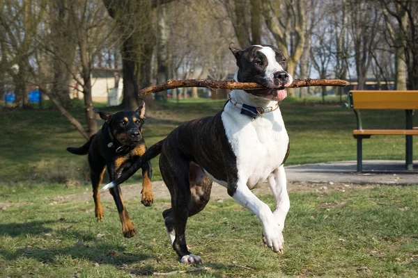 개 재생 — 스톡 사진