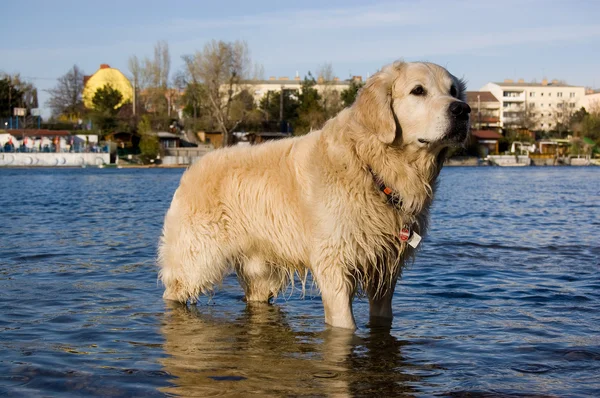 Bathing dog — Stock Photo, Image