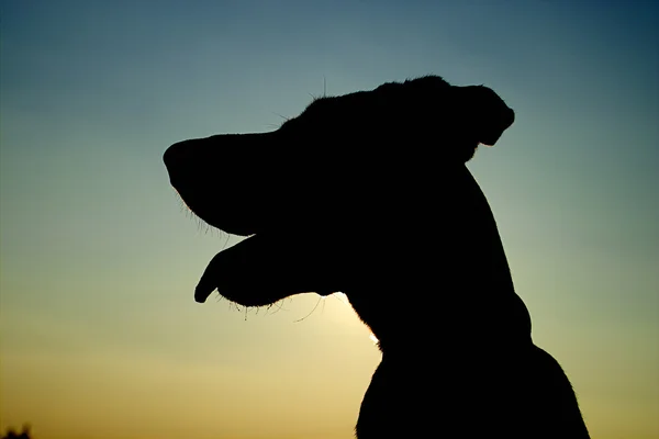 Silueta velkého psa — Stock fotografie