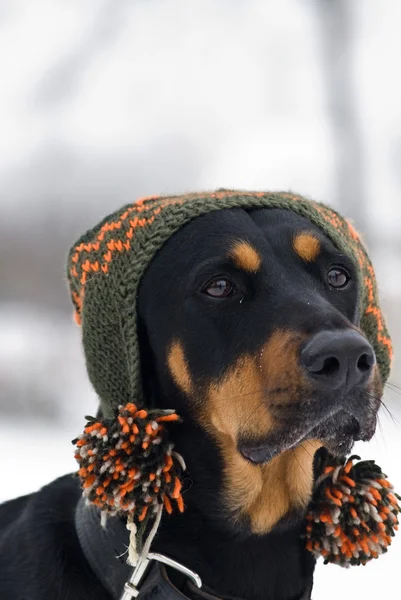 Cão na moda — Fotografia de Stock