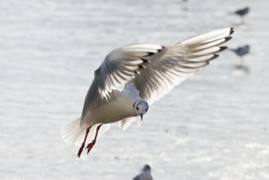 uçan seagulle