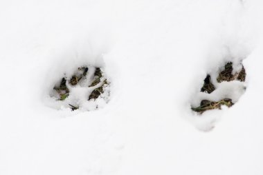 Footsteps in the snow clipart