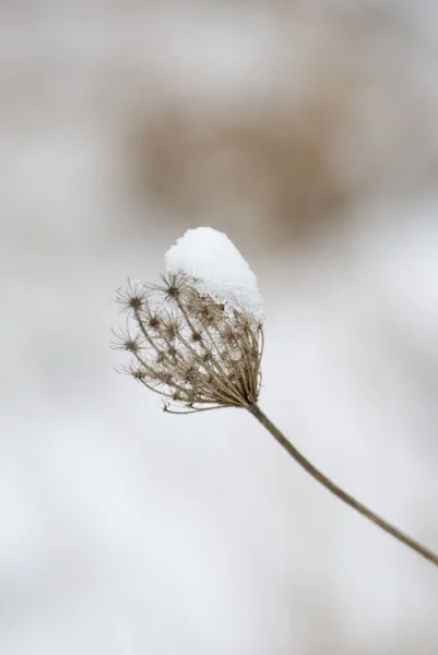 Snowy vegetation — Stock Photo, Image