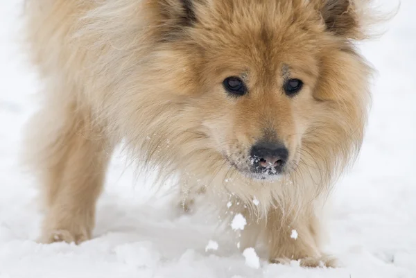 Сніг харчування собаки — стокове фото