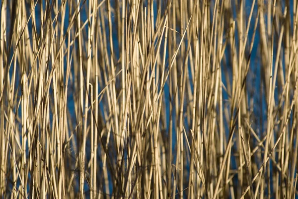Reed paterns — Fotografia de Stock