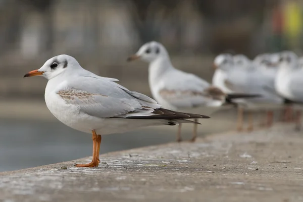 stock image Sitting seaglls