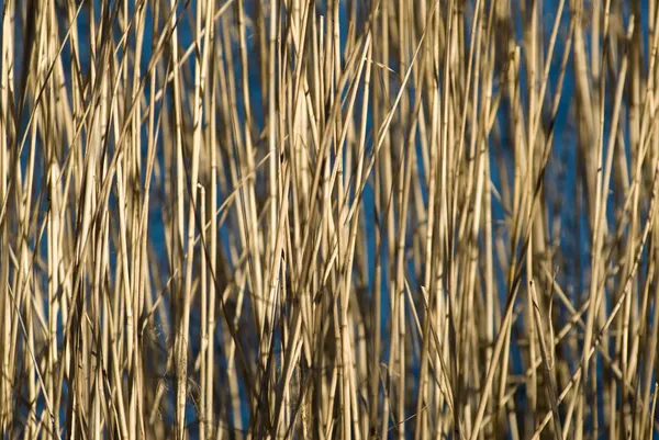 Reed paterns Royaltyfria Stockbilder