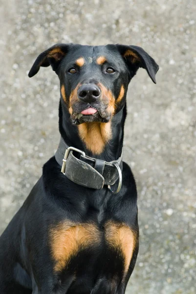 Cheeky dog — Stock Photo, Image