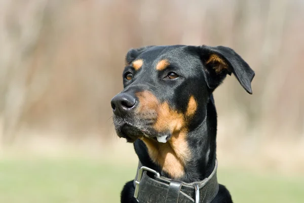 Porträtt av en svart hund — Stockfoto