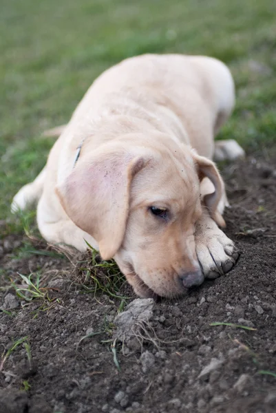 stock image Sweet puppy