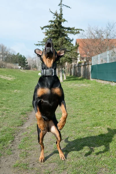 跳跃的狗 — 图库照片