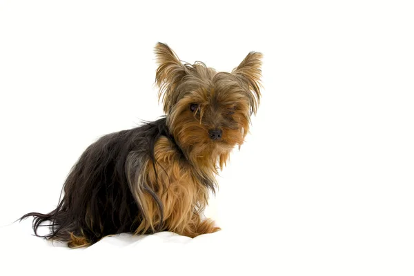 Stock image Yorkshire terrier