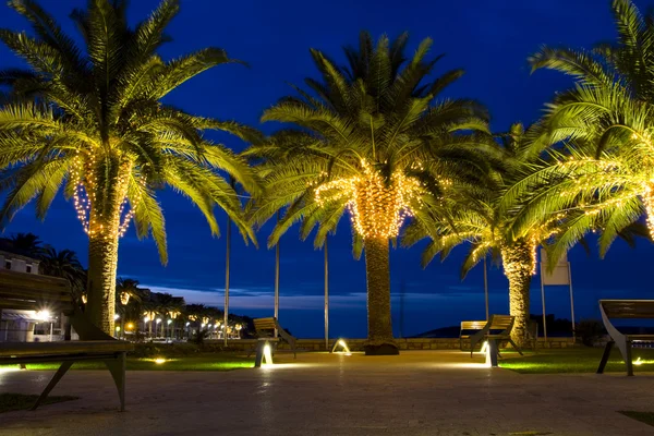 stock image Palm-trees