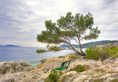 Yalnız çam ağacı