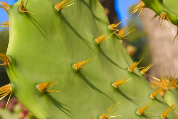 Stock image Close-up of cactus