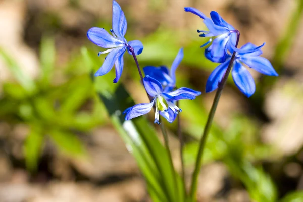 stock image Spring flowers