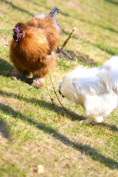 stock image Rooster and hen