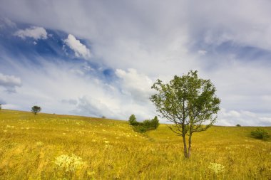 seyrek ağaçlarla peyzaj