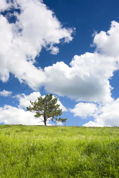 stock image Single pine tree