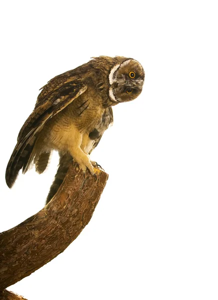 Owl — Stock Photo, Image