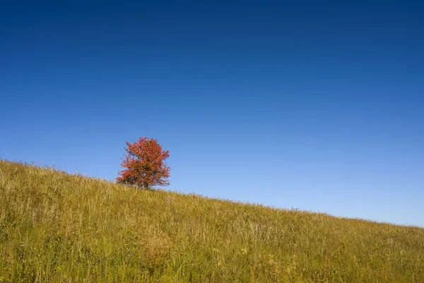 stock image Single tree