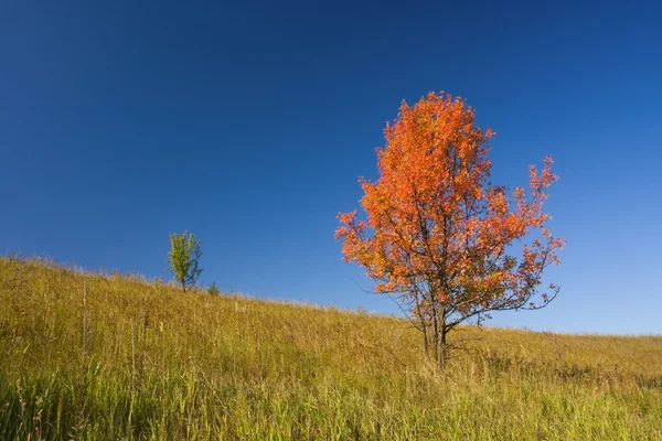 Stock image Tree with bright red crown