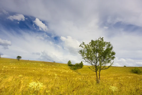 stock image Landscape with sparse trees