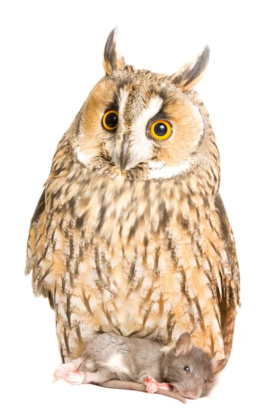 Owl with pray — Stock Photo, Image