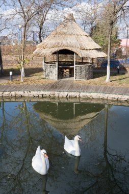 bir havuzda kuğular