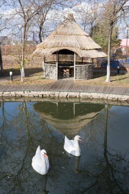 Swans in a pond clipart