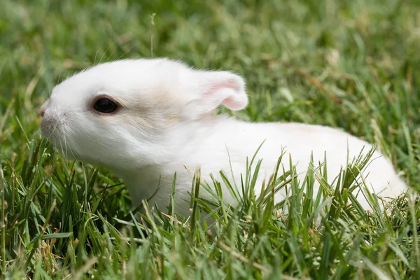 Tavşan. — Stok fotoğraf
