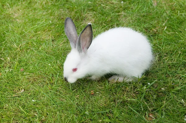 Conejo. —  Fotos de Stock