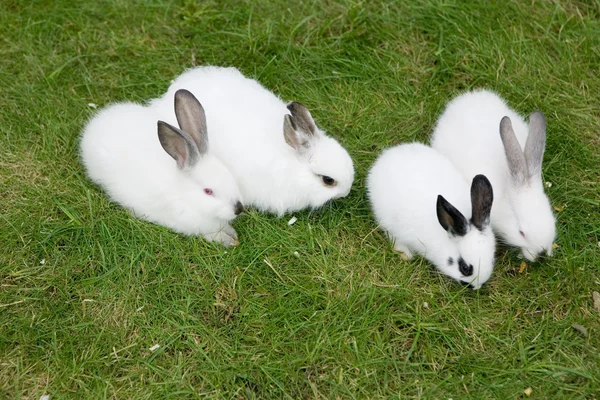 Три кролики в траві — стокове фото