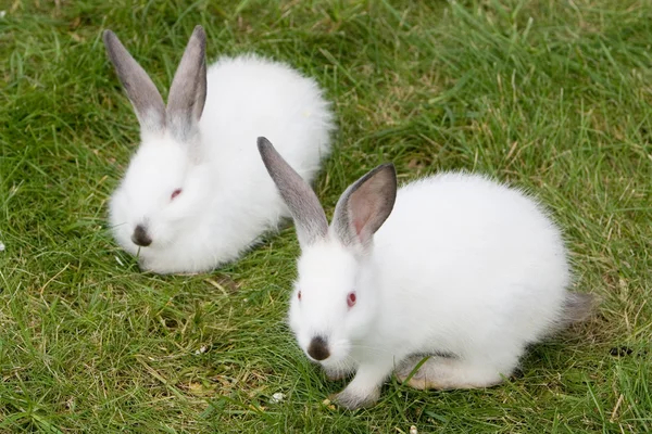 Twee konijnen in een gras — Stockfoto