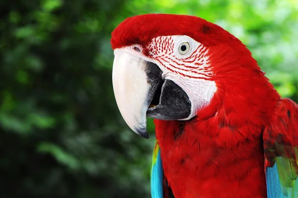 Yeşil kanatlar Amerika papağanı — Stok fotoğraf
