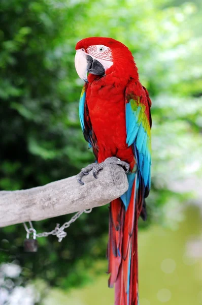 緑の翼のコンゴウインコ — ストック写真
