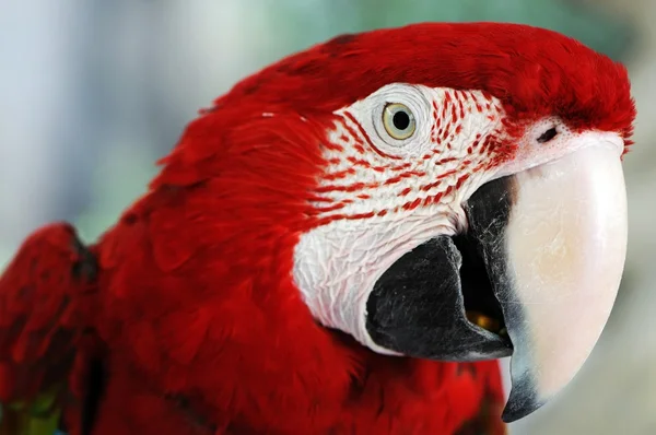赤い翼のコンゴウインコ — ストック写真