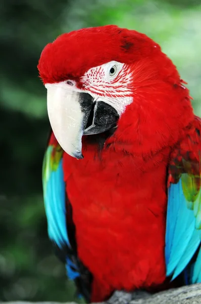 Asas verdes Macaw — Fotografia de Stock
