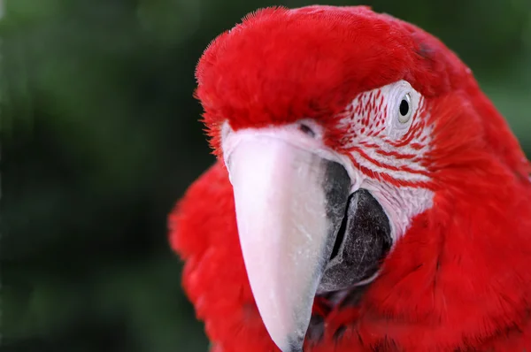 Asas vermelhas Macaw — Fotografia de Stock