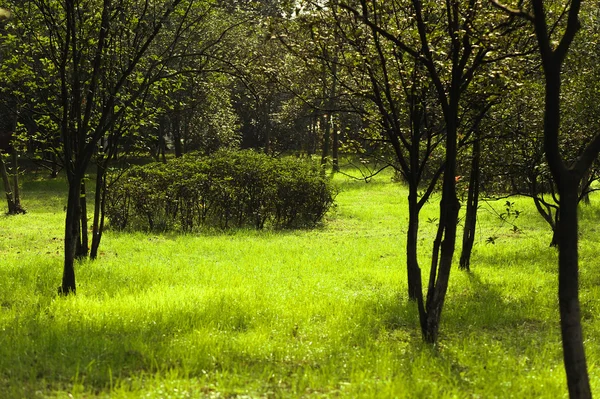 木草とサンシャイン — ストック写真