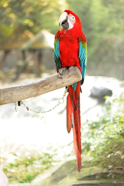 Asas verdes Macaw — Fotografia de Stock
