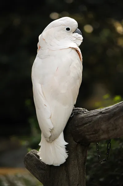 stock image White cockatoo